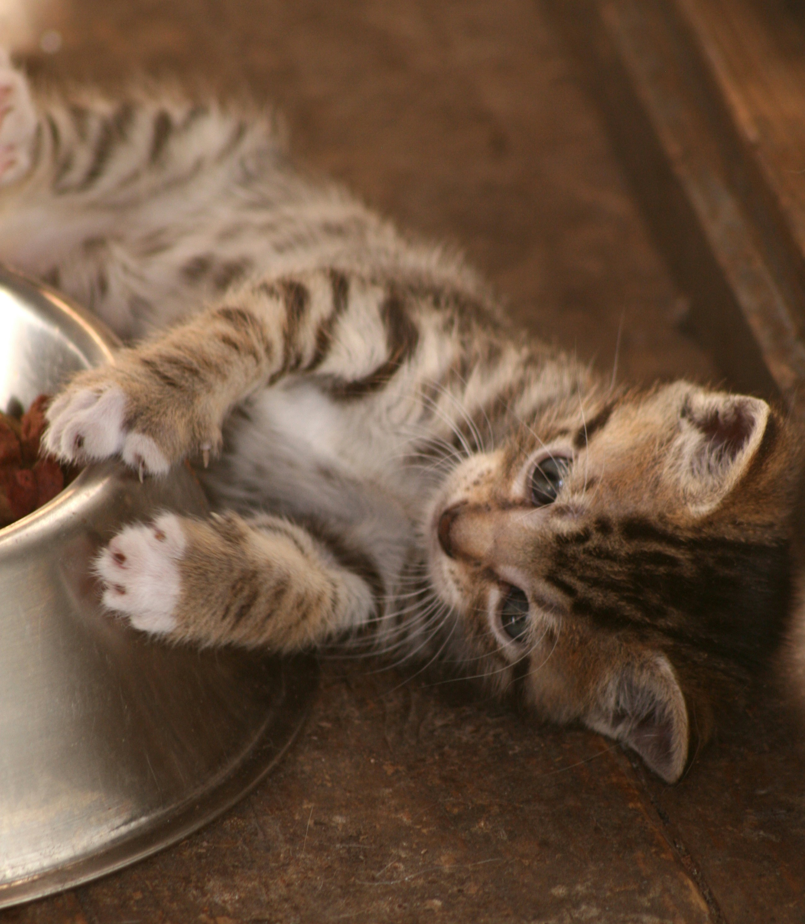 photo 1591973334603 547af0a81b5c?ixlib=rb 4.0