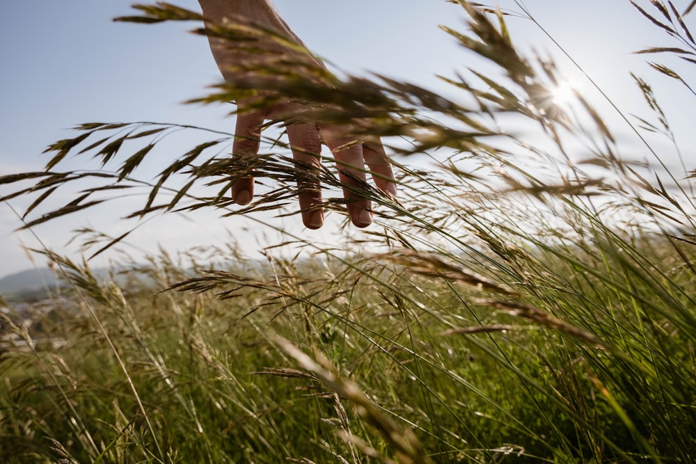 brown wheat in close up photography