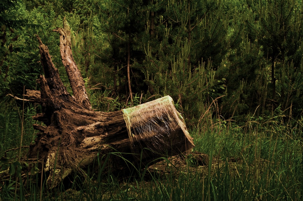 brown wooden log on green grass field