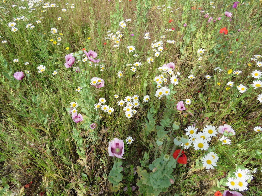 野の花やその他の花でいっぱいの野原