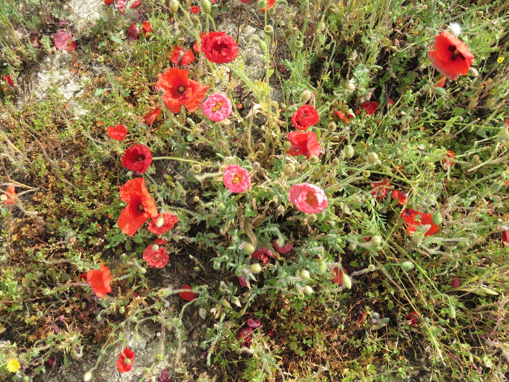 red flowers with green leaves