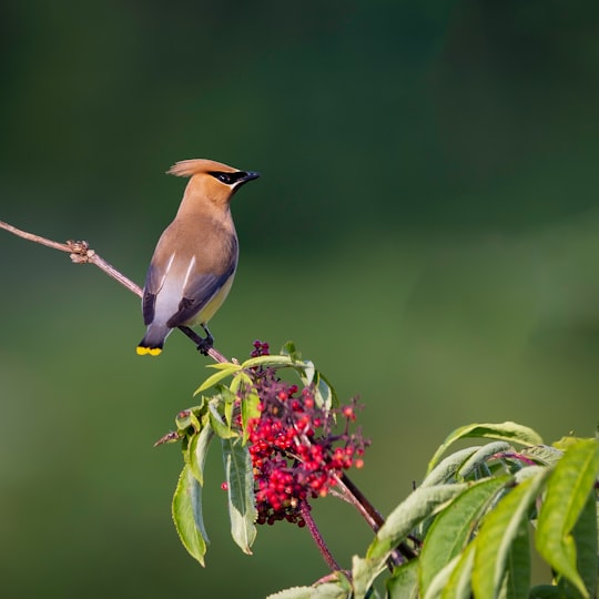 brown and gray bird on tree branch in Colony Farm Regional Park Canada