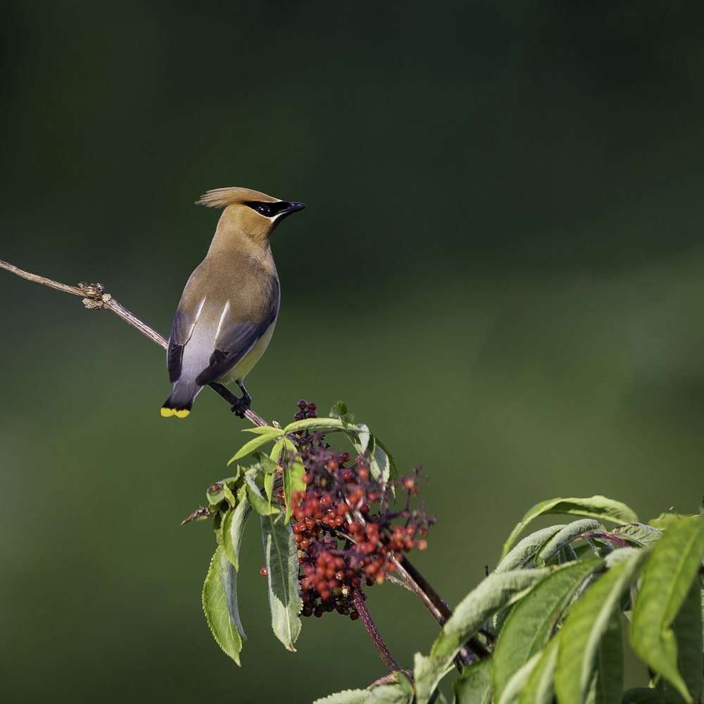 brown and gray bird on tree branch