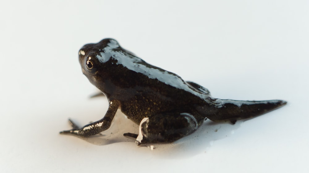 black frog on white surface