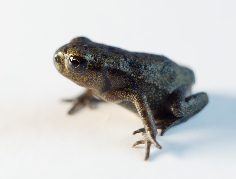 blue frog on white surface