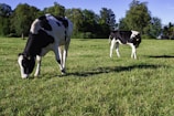 A peaceful pasture showing cows and hogs grazing side by side under a clear blue sky.