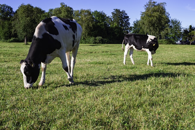 A peaceful pasture showing cows and hogs grazing side by side under a clear blue sky.