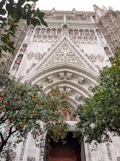 Historic Cádiz cathedral framed by blooming orange trees under a clear blue sky.