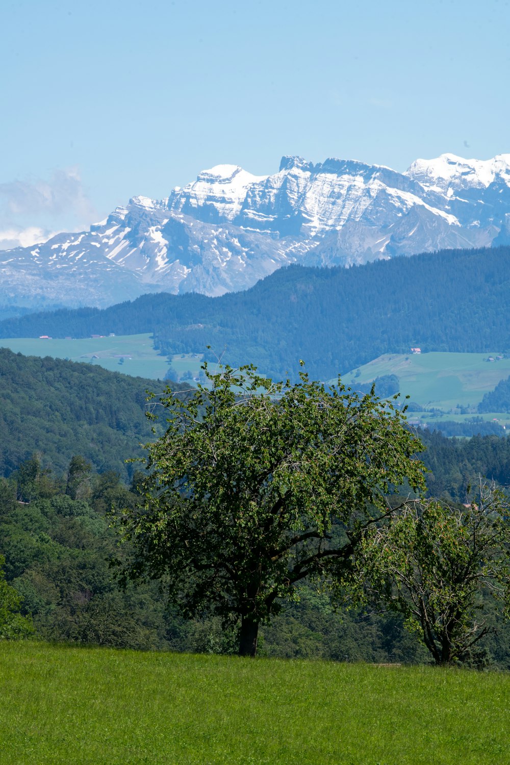 green trees near snow covered mountain during daytime