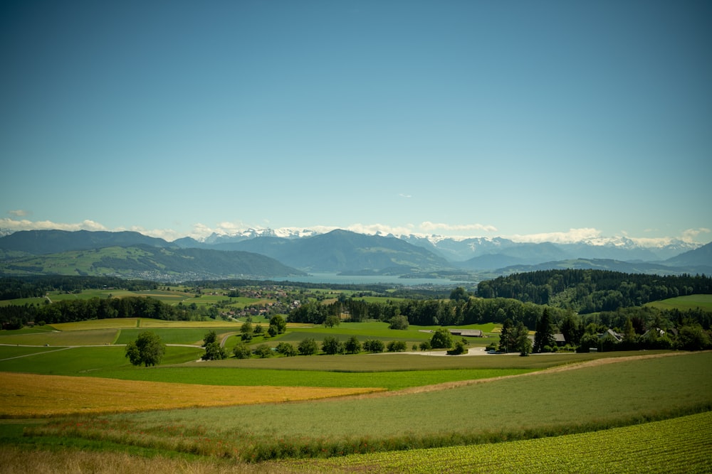 Champ d’herbe verte près d’arbres verts sous le ciel bleu pendant la journée