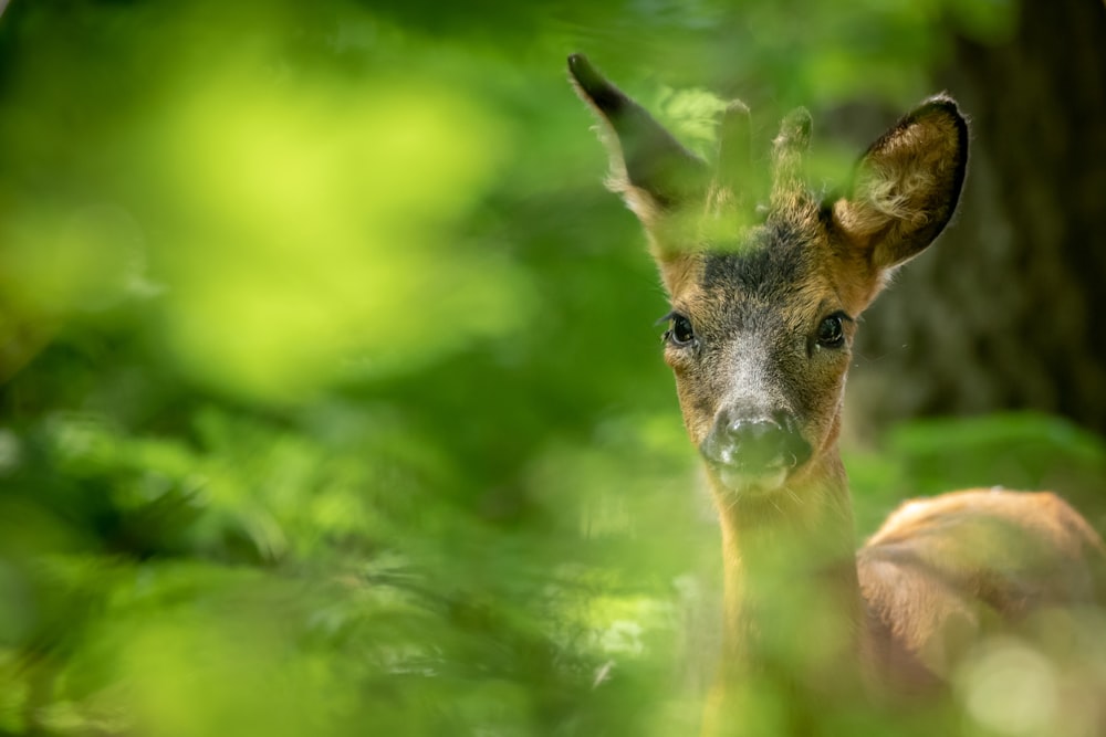 brown deer in green grass during daytime