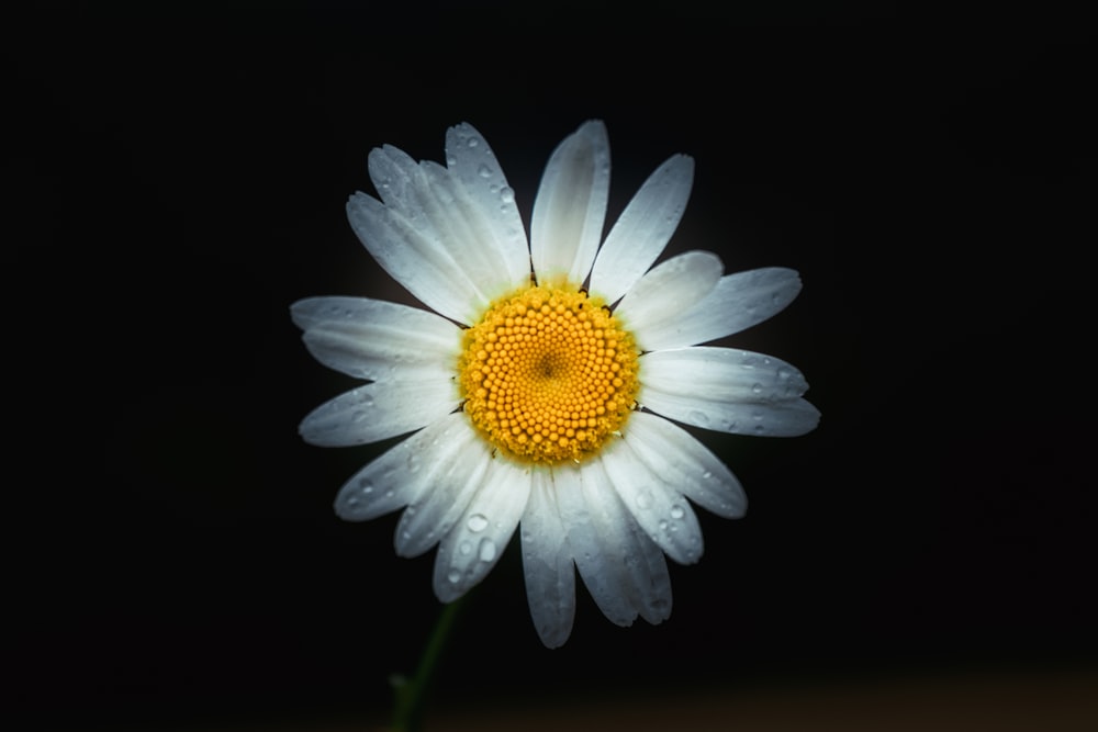 margarita blanca en flor con fondo negro