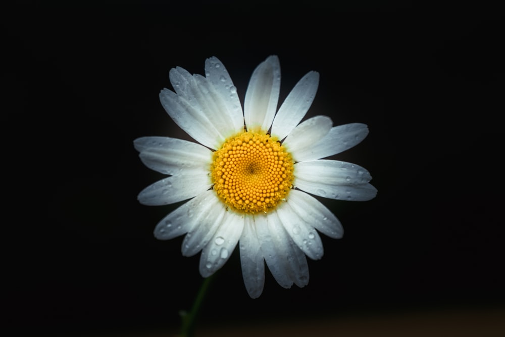 white daisy in bloom with black background