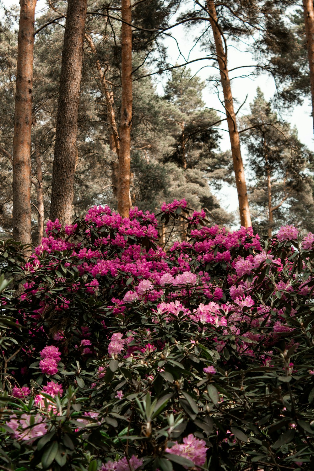 purple flowers with green leaves