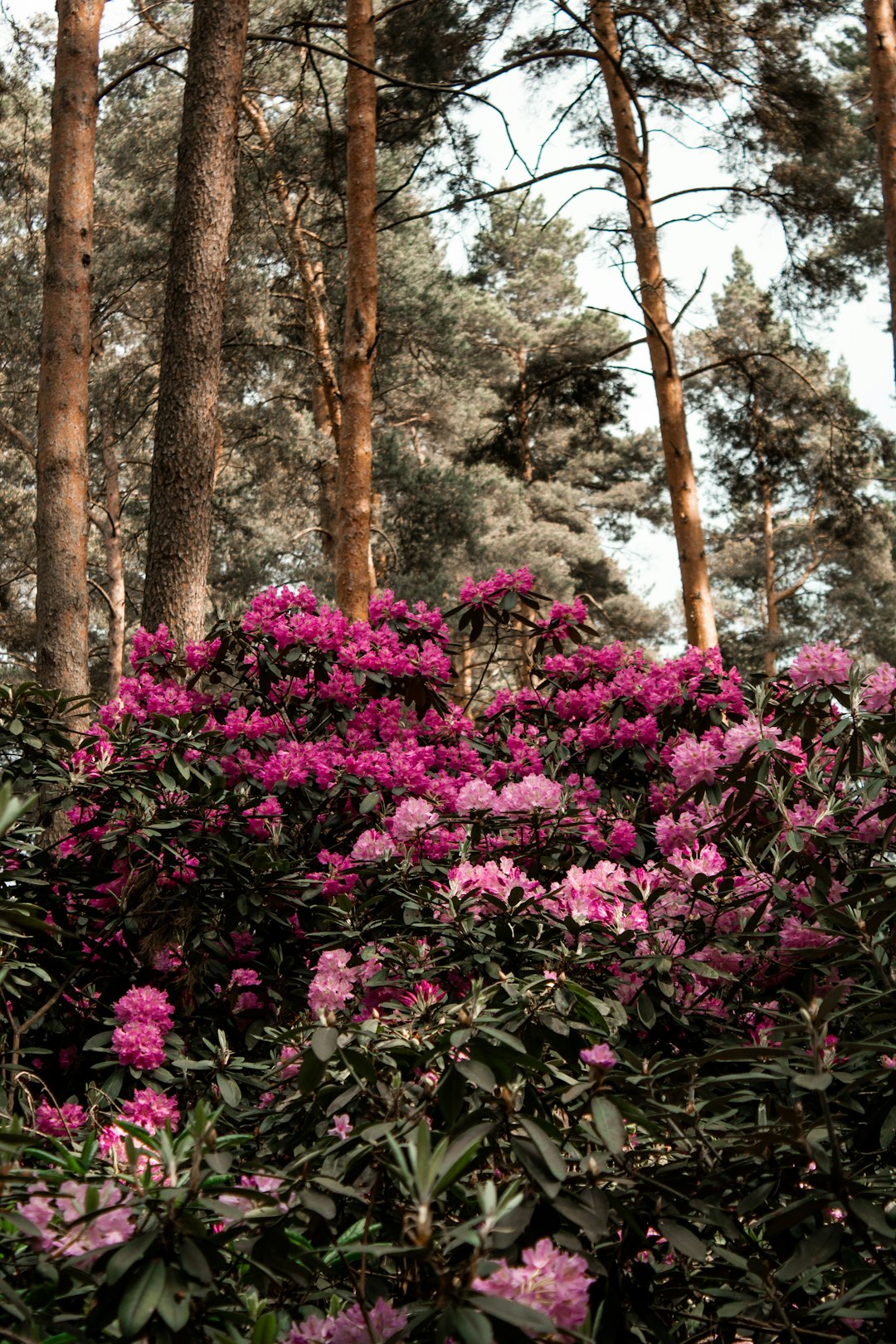 Natural landscape photo spot Experimental and Breeding Nursery of Rhododendrons "Babite" Vidzeme