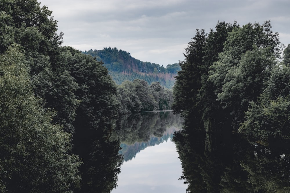 green trees beside river under cloudy sky during daytime