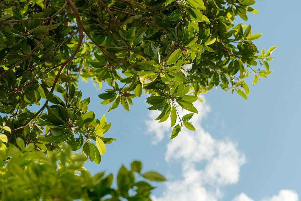 green leaves under blue sky during daytime