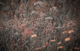 A small bird perches amidst tall grasses and wildflowers. The scene is richly textured with an earthy palette and soft focus, creating a serene and natural atmosphere.