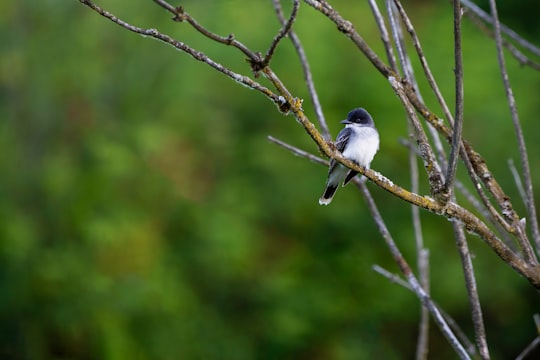 gray and white bird on brown tree branch during daytime in Colony Farm Regional Park Canada