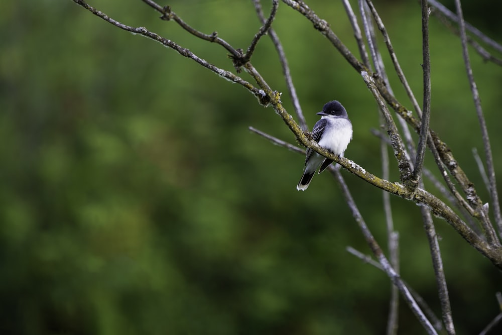 oiseau gris et blanc sur une branche d’arbre brune pendant la journée