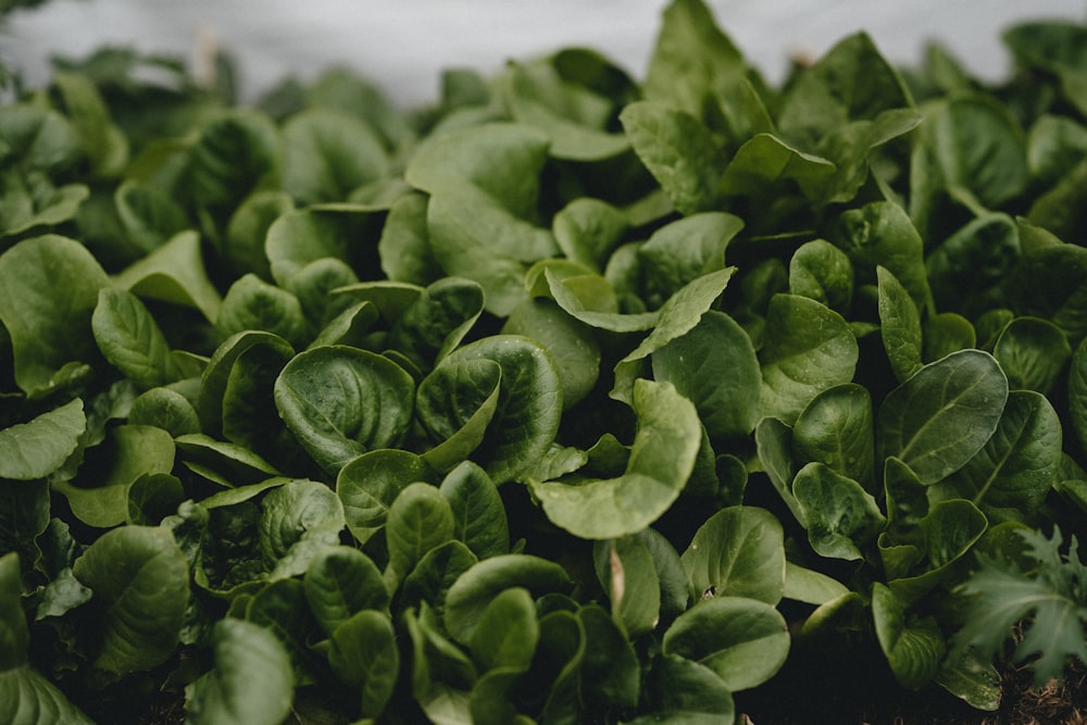 green plant in close up photography