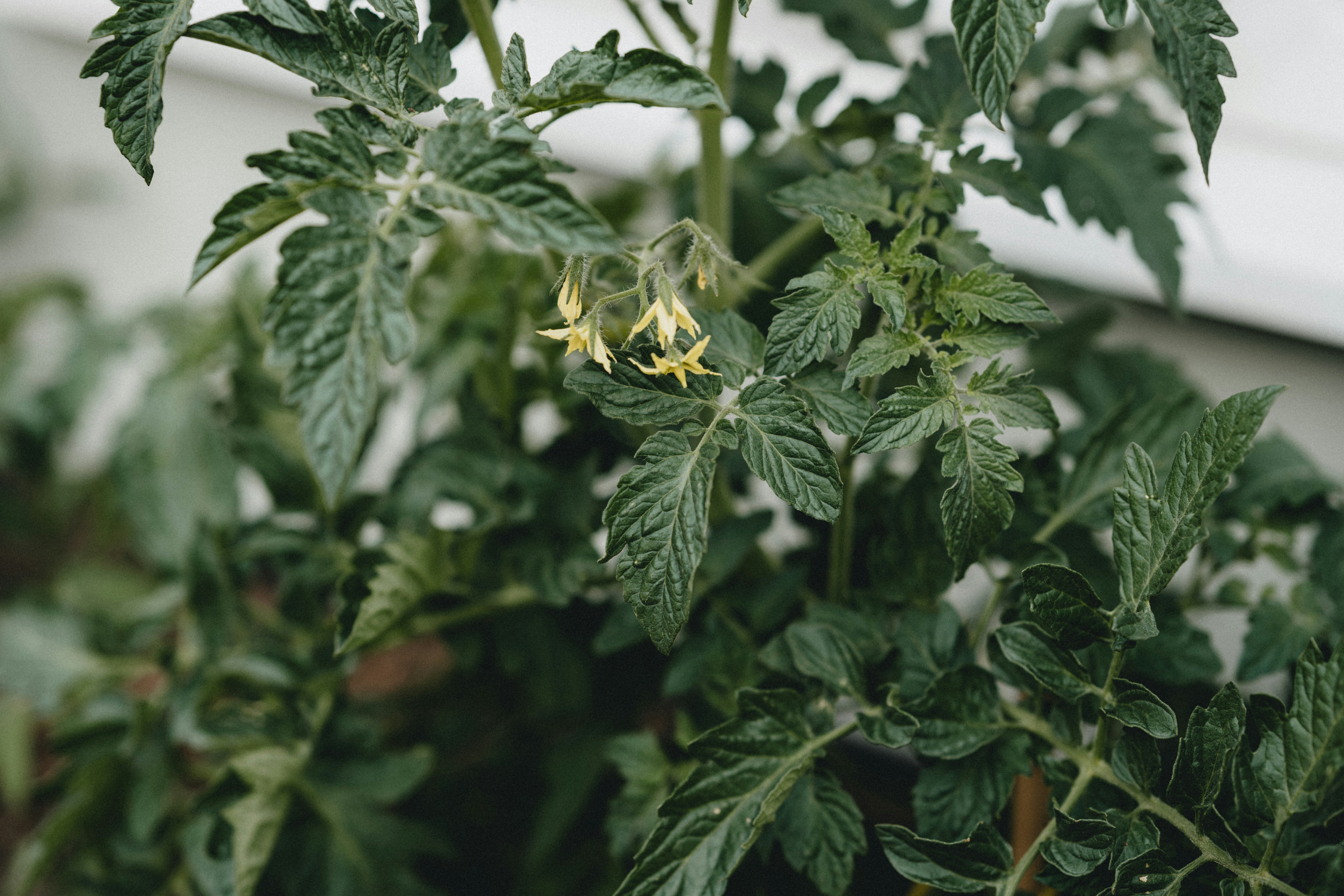 Photo by anniespratt