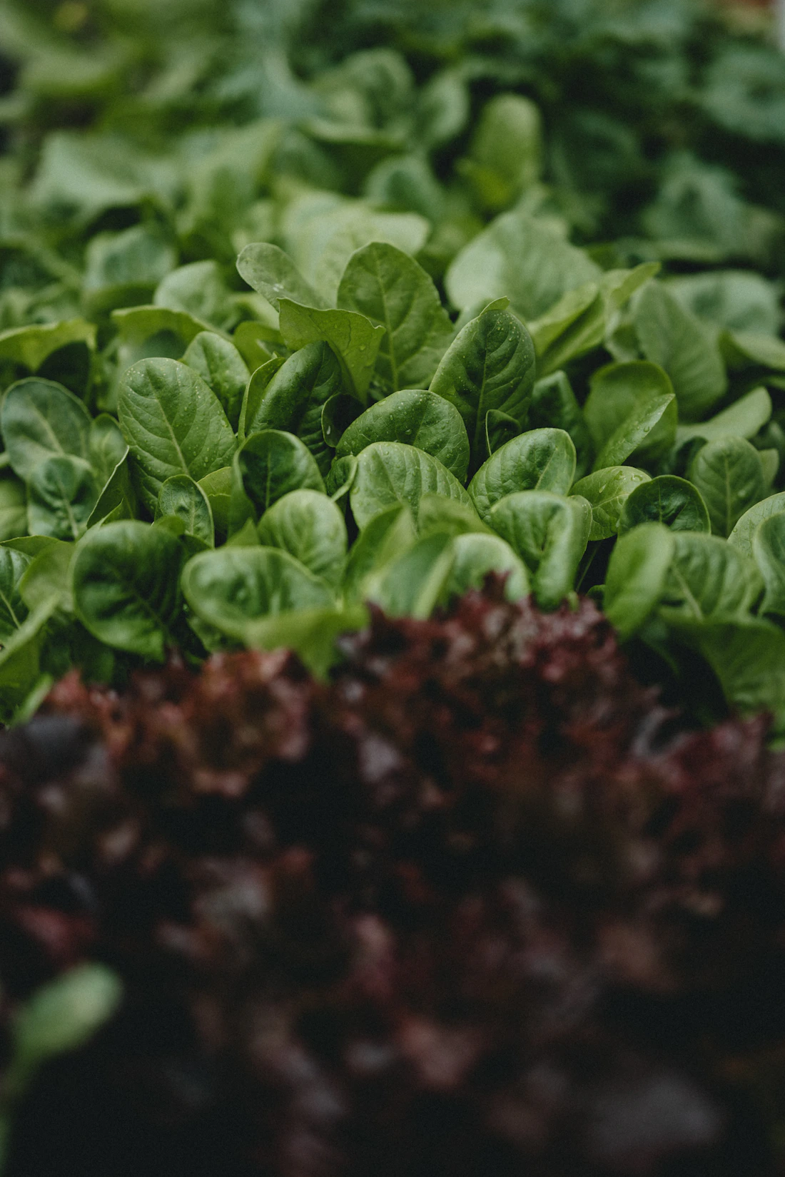 Fresh leafy greens growing from rich soil