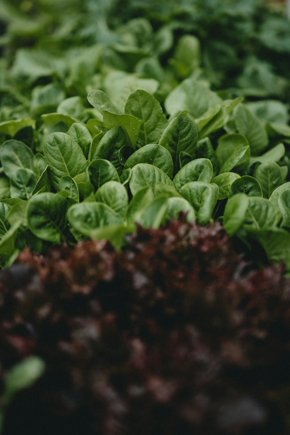 green leaves on brown soil