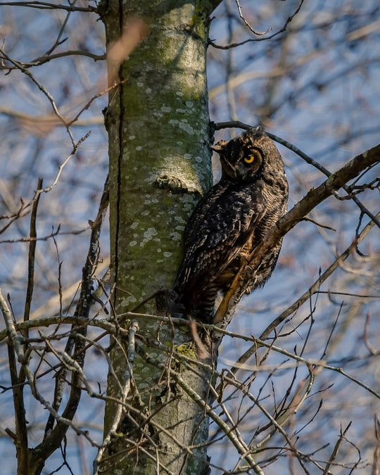 black and white owl on brown tree branch during daytime in Delta Canada