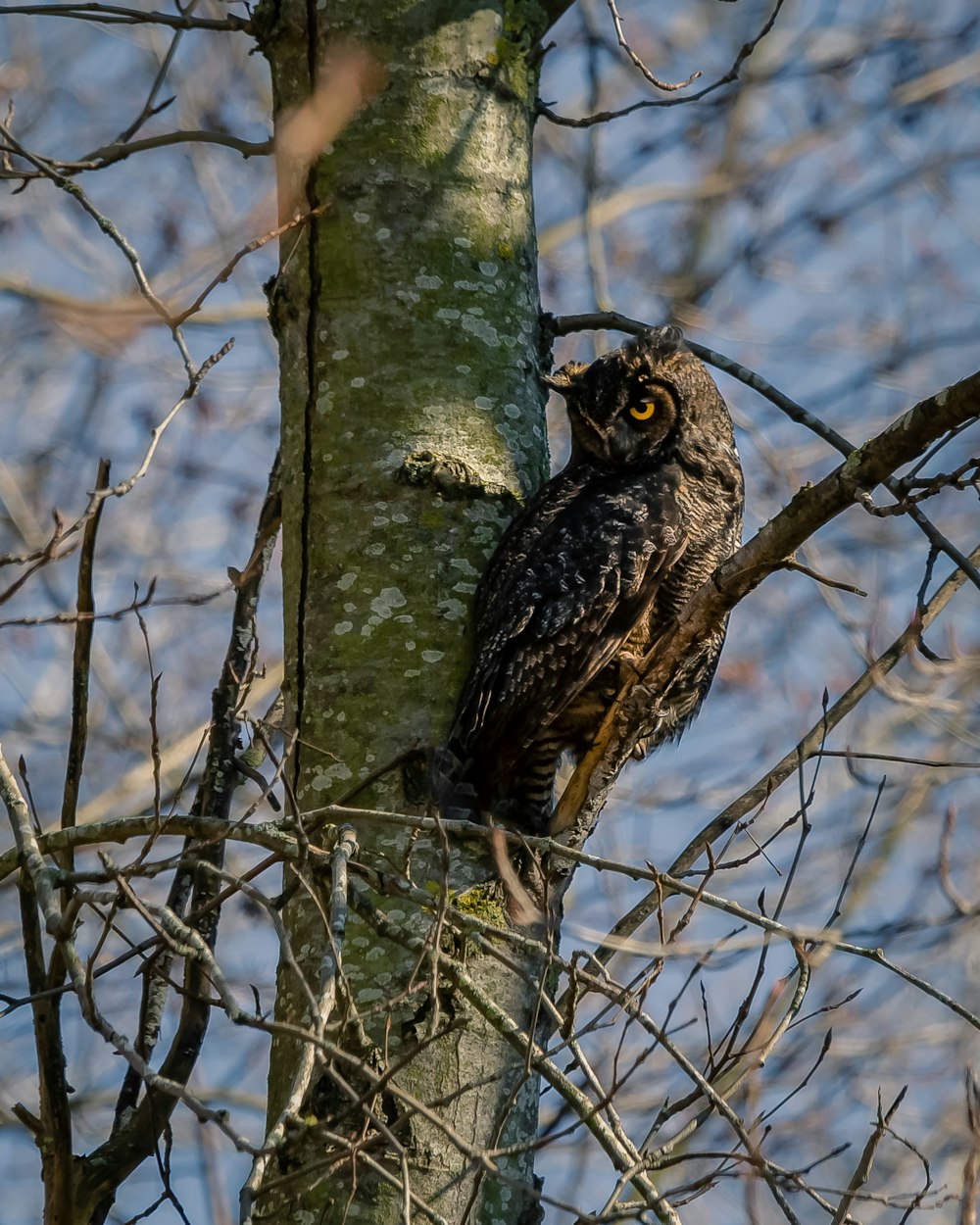 black and white owl on brown tree branch during daytime