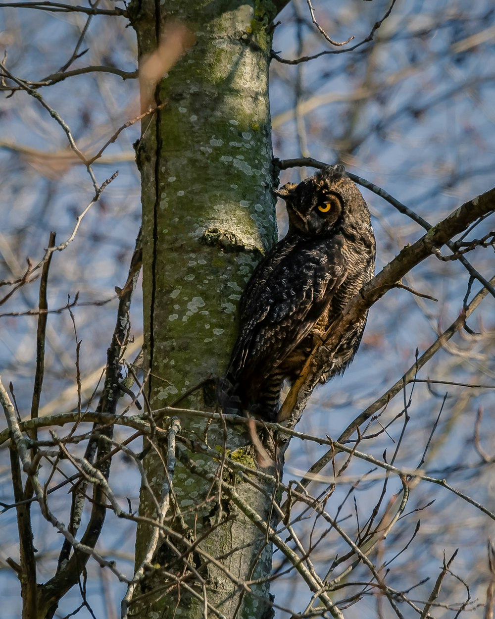 hibou noir et blanc sur une branche d’arbre brune pendant la journée