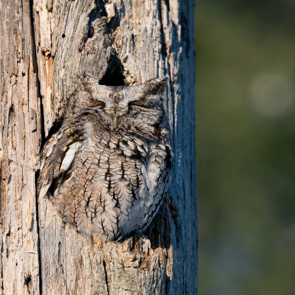 grauer und weißer Vogel auf braunem Holzpfosten