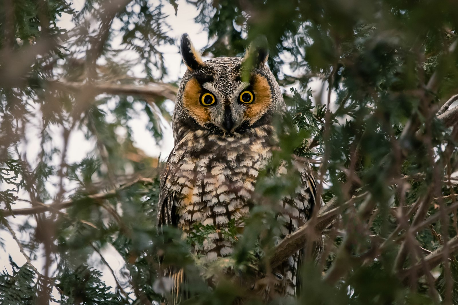 Sigma 70-200 F2.8 DG OS HSM | S sample photo. Owl perched on tree photography