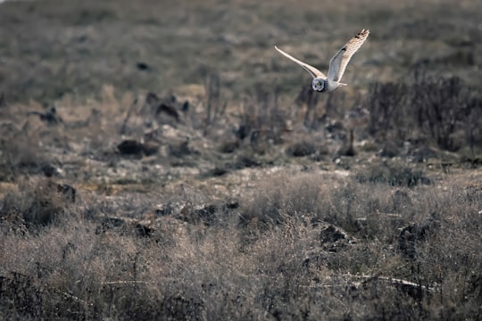 black and white bird flying over brown grass field during daytime in Delta Canada