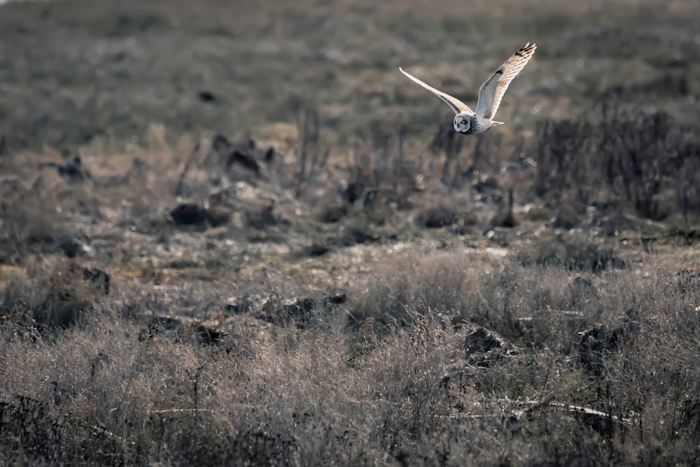 black and white bird flying over brown grass field during daytime