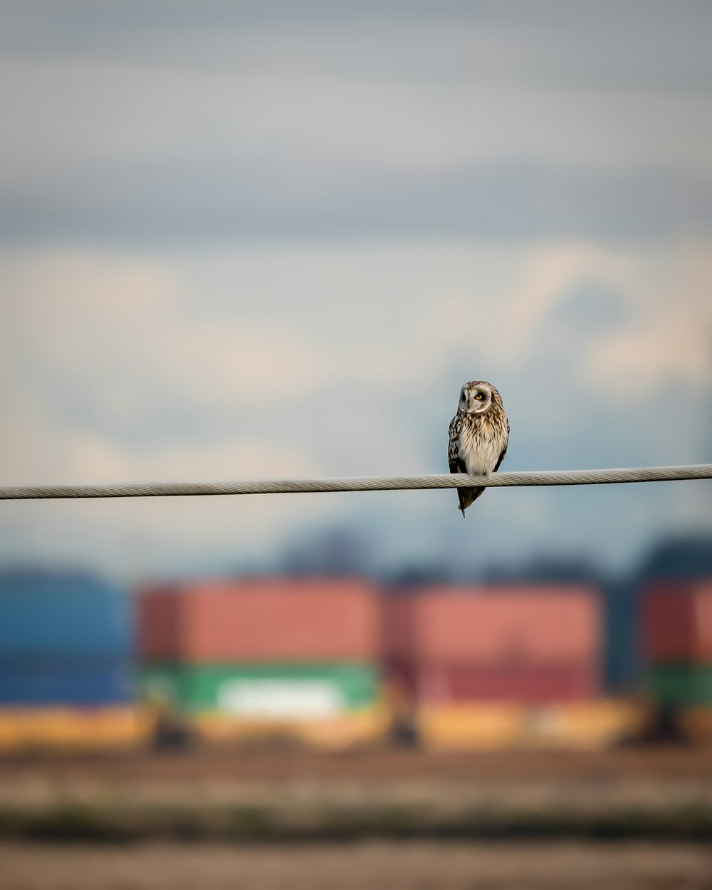 brown and white bird on black wire during daytime