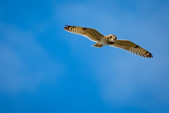 brown and white owl flying under blue sky during daytime in Delta Canada