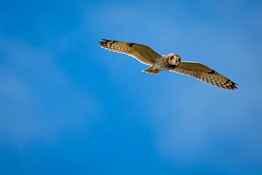 coruja marrom e branca voando sob o céu azul durante o dia