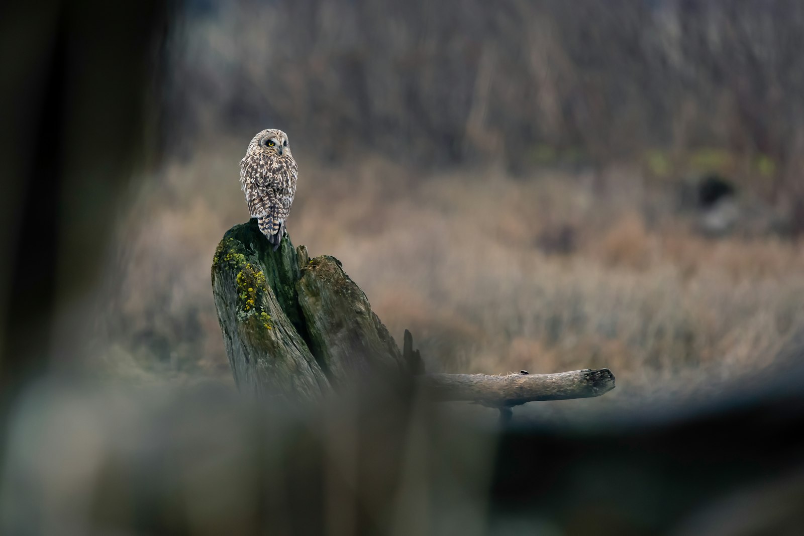 Canon EOS 5D Mark III + Sigma 70-200 F2.8 DG OS HSM | S sample photo. White and black owl photography