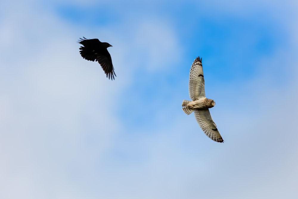 black and white bird flying under blue sky during daytime