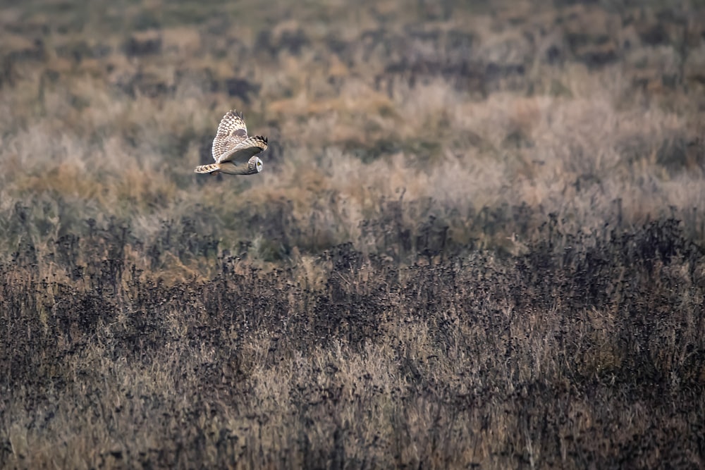 white and black bird flying over brown grass field during daytime