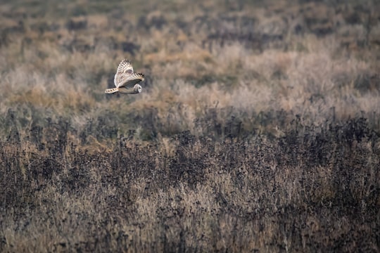 white and black bird flying over brown grass field during daytime in Delta Canada