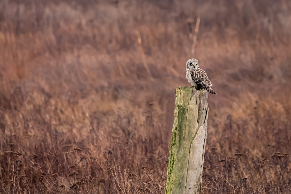 brown and white owl perched on brown wooden post during daytime