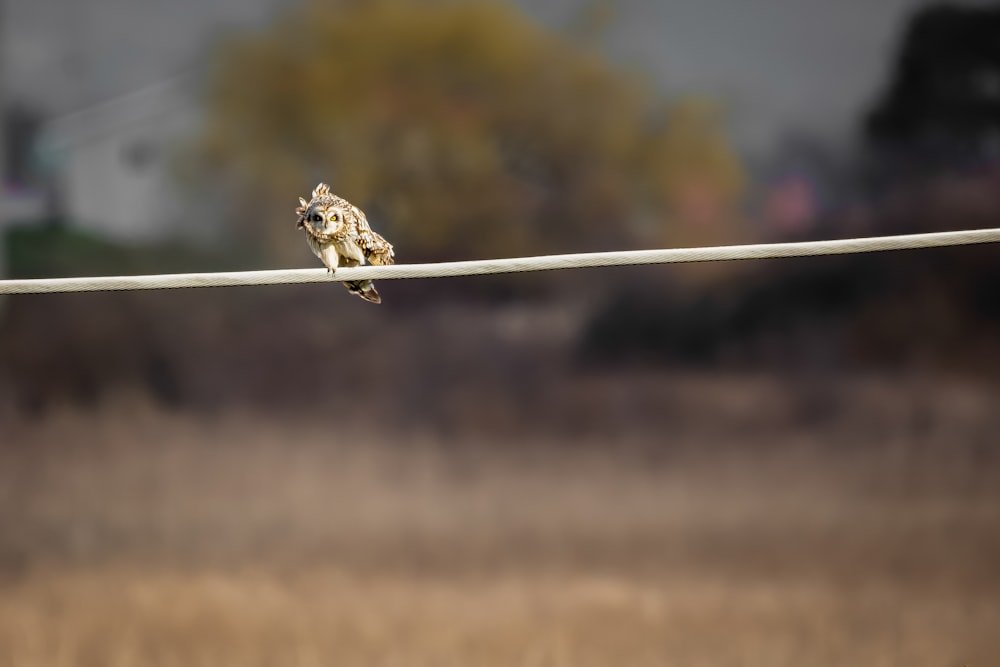 brown owl on white wire during daytime