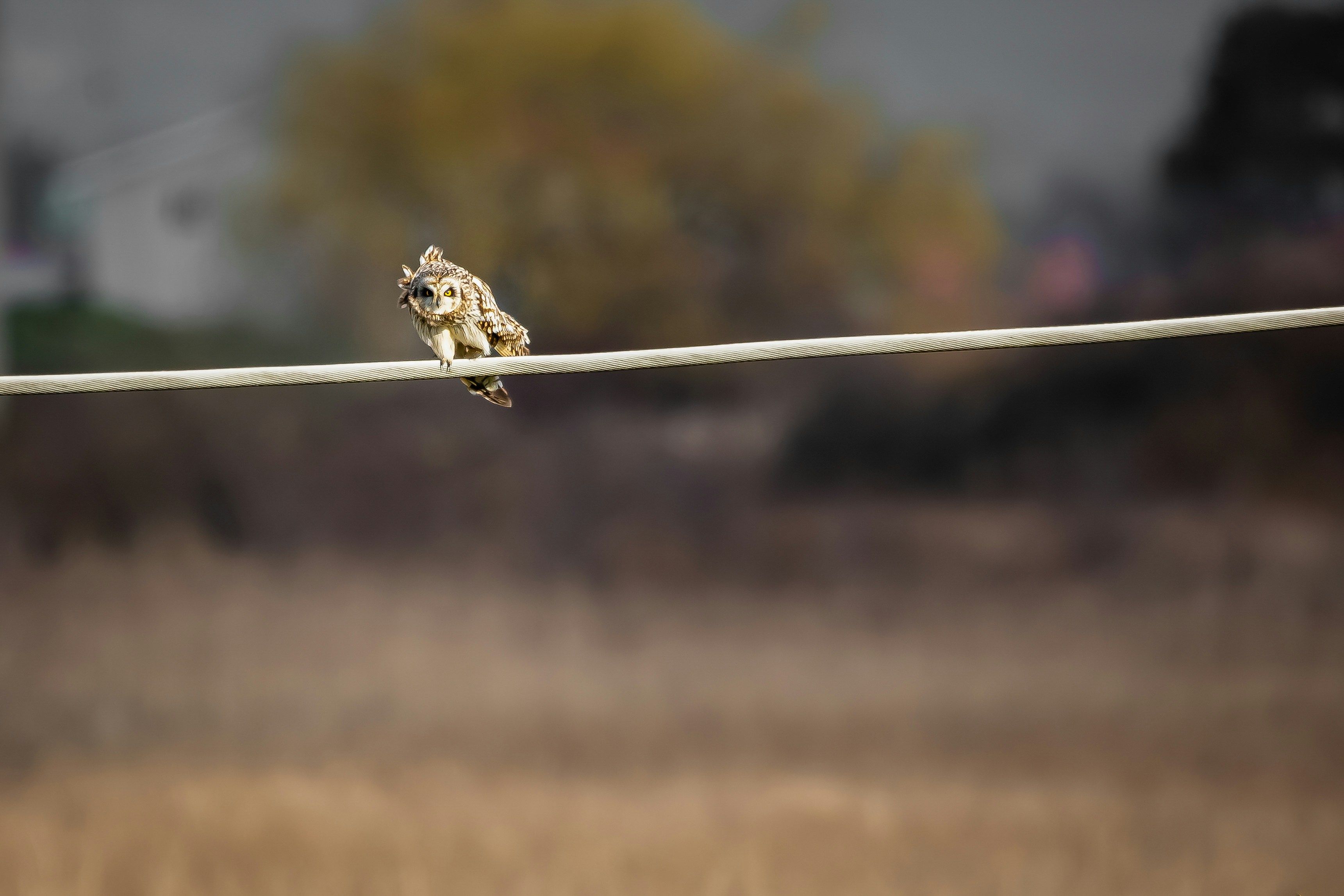 Short Eared Owl on a Wire.