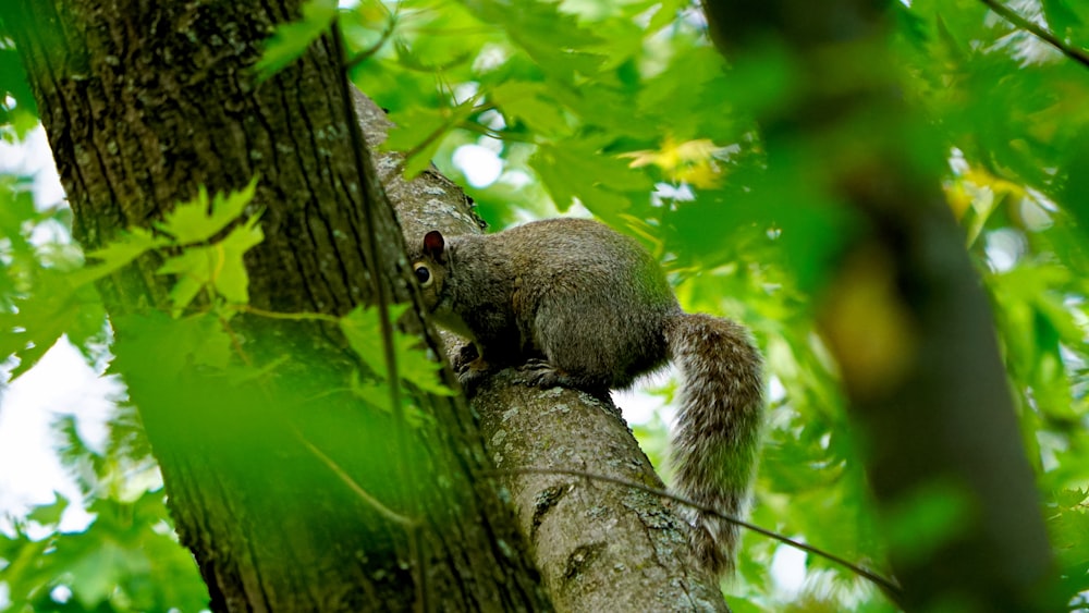 brown squirrel on tree branch during daytime