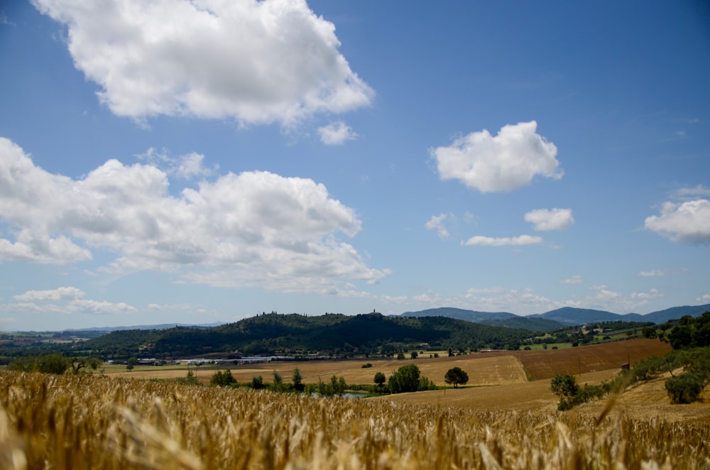 brown grass field under blue sky during daytime