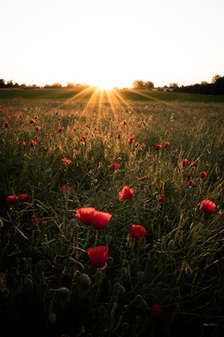 red flowers on green grass field during daytime