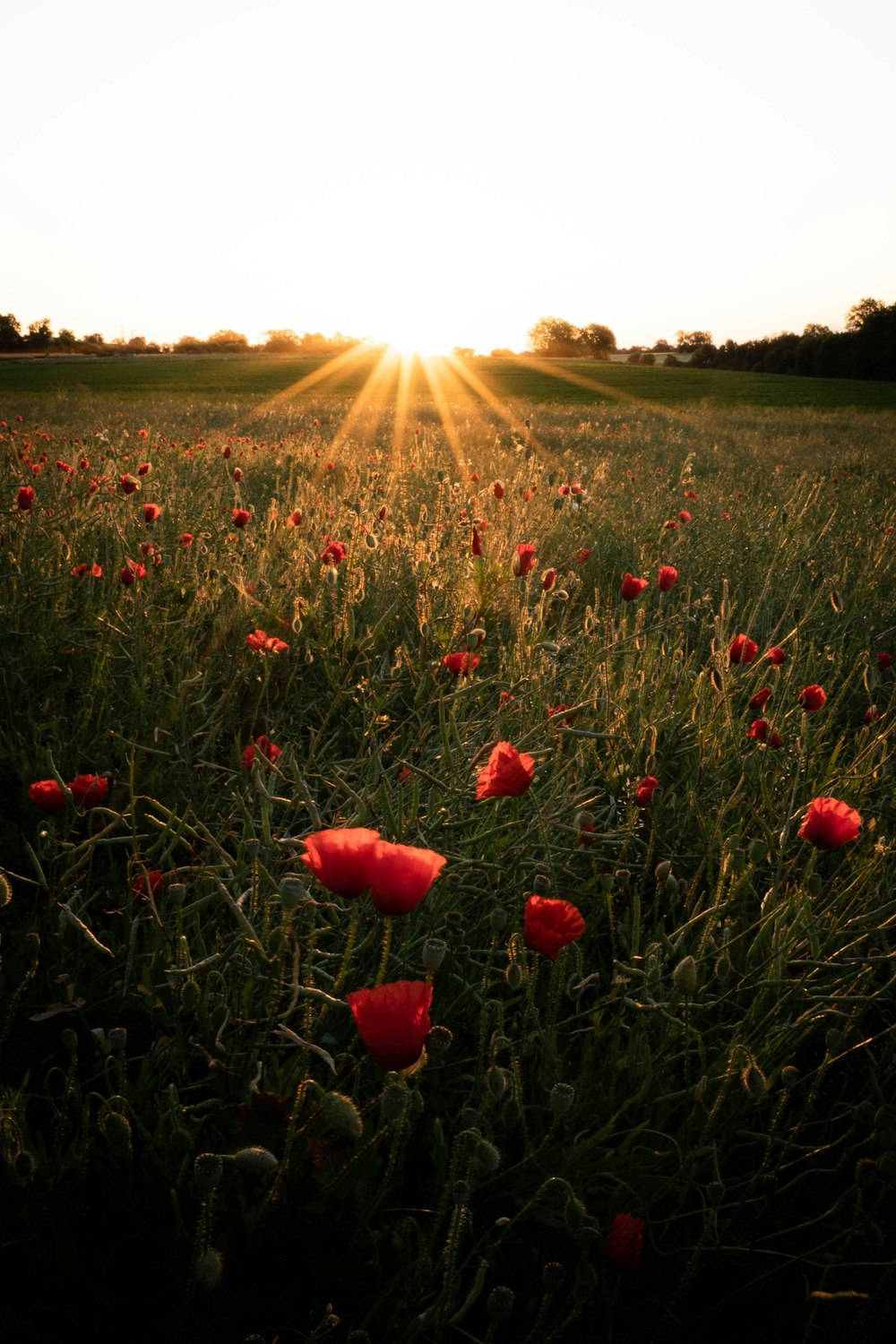 rote Blumen tagsüber auf grünem Grasfeld