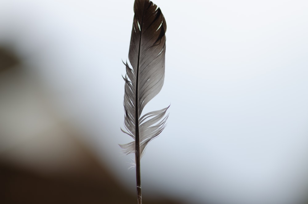 white feather on white surface